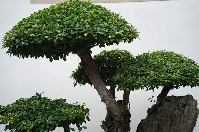 翠庭園デザイン株式会社 5